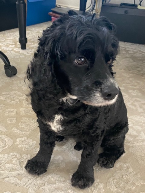 Chase, an adoptable Cocker Spaniel in Cape Coral, FL, 33914 | Photo Image 6