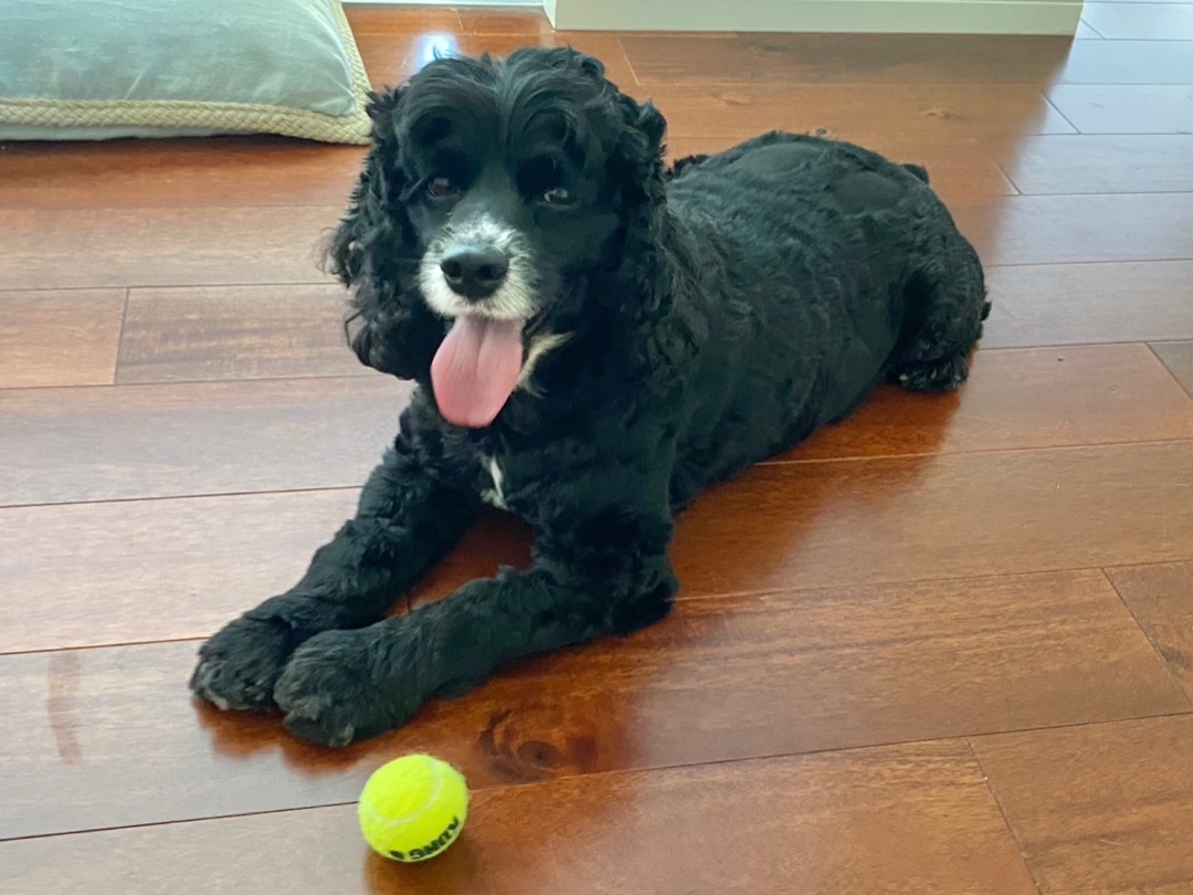 Chase, an adoptable Cocker Spaniel in Cape Coral, FL, 33914 | Photo Image 1