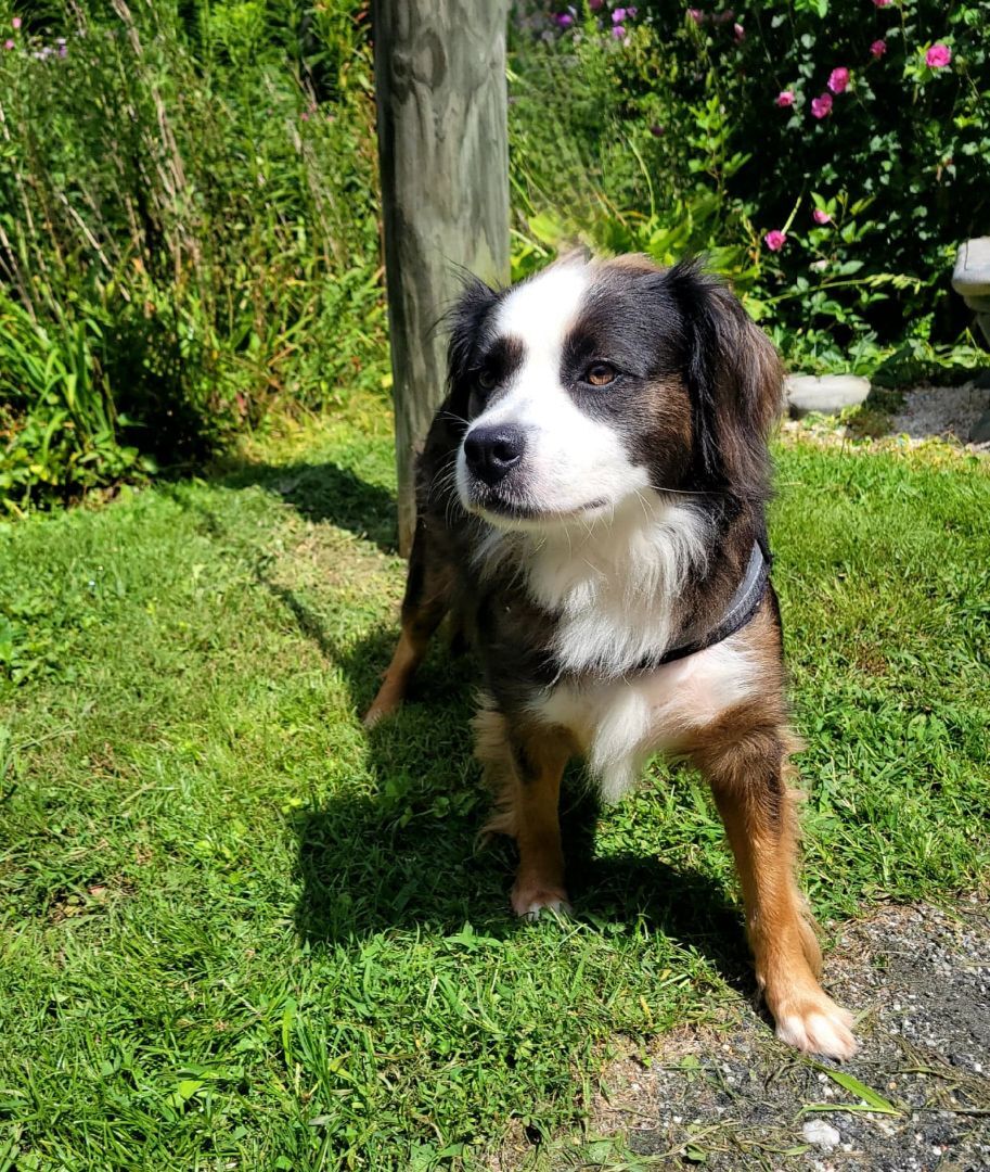 LUNA, an adoptable Shetland Sheepdog / Sheltie, Spaniel in Belmont, NY, 14813 | Photo Image 2