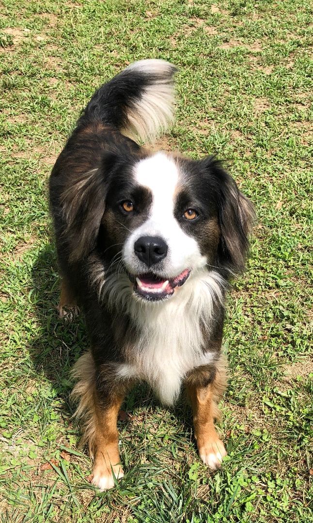 LUNA, an adoptable Shetland Sheepdog / Sheltie, Spaniel in Belmont, NY, 14813 | Photo Image 1