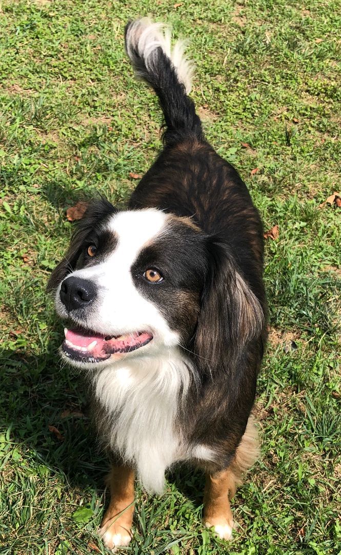 LUNA, an adoptable Shetland Sheepdog / Sheltie, Spaniel in Belmont, NY, 14813 | Photo Image 3