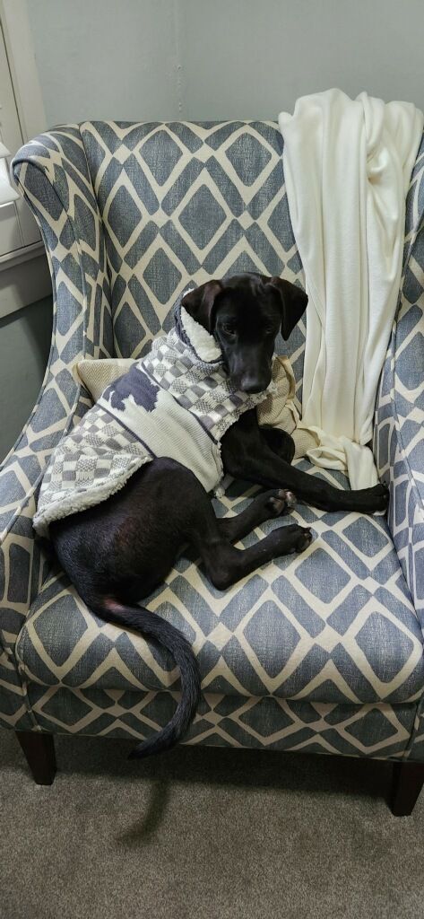 Bolt, an adoptable Labrador Retriever Mix in Littleton, CO_image-4