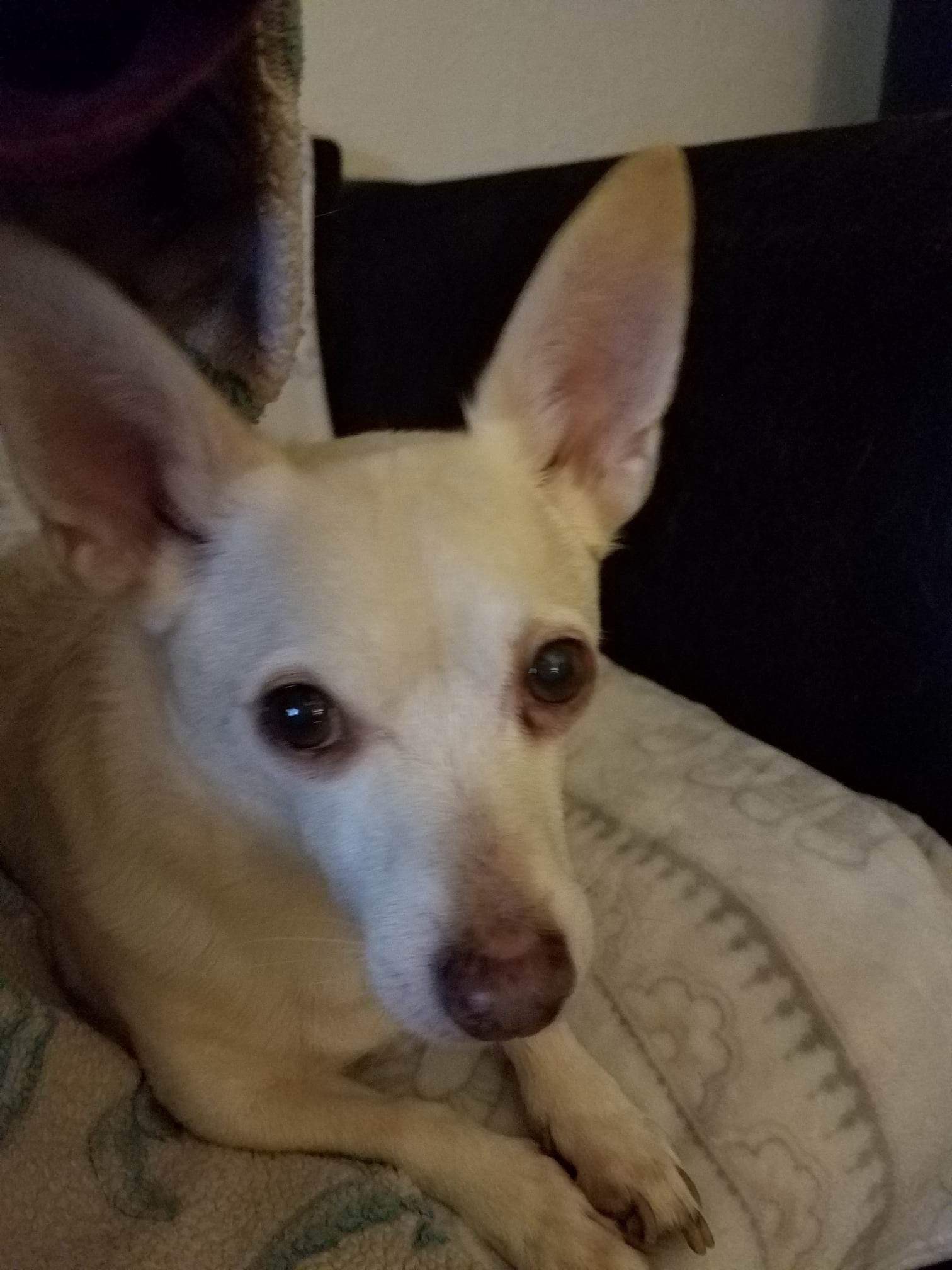 Queso, an adoptable Chihuahua in Florence, IN, 47020 | Photo Image 2