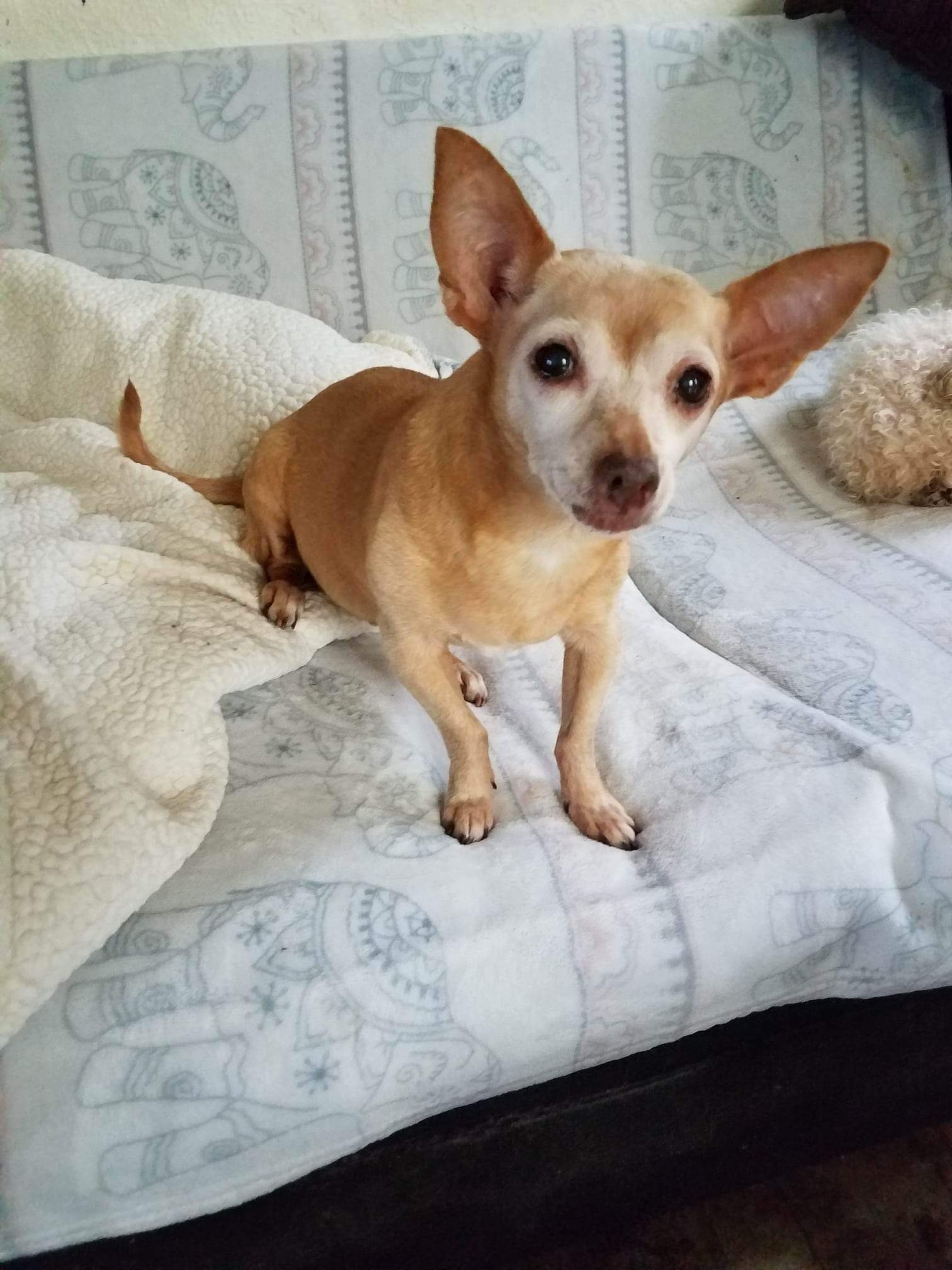 Pica, an adoptable Chihuahua in Florence, IN, 47020 | Photo Image 1