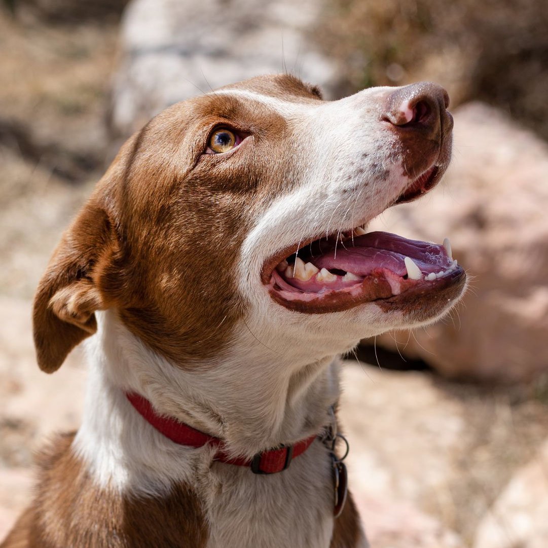 Fletcher, an adoptable Australian Shepherd, Pit Bull Terrier in Laramie, WY, 82073 | Photo Image 1