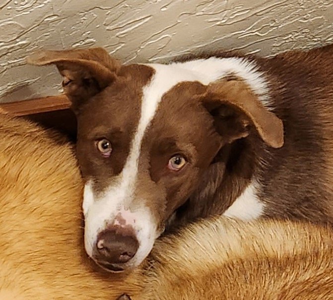 Fletcher, an adoptable Australian Shepherd, Pit Bull Terrier in Laramie, WY, 82073 | Photo Image 2