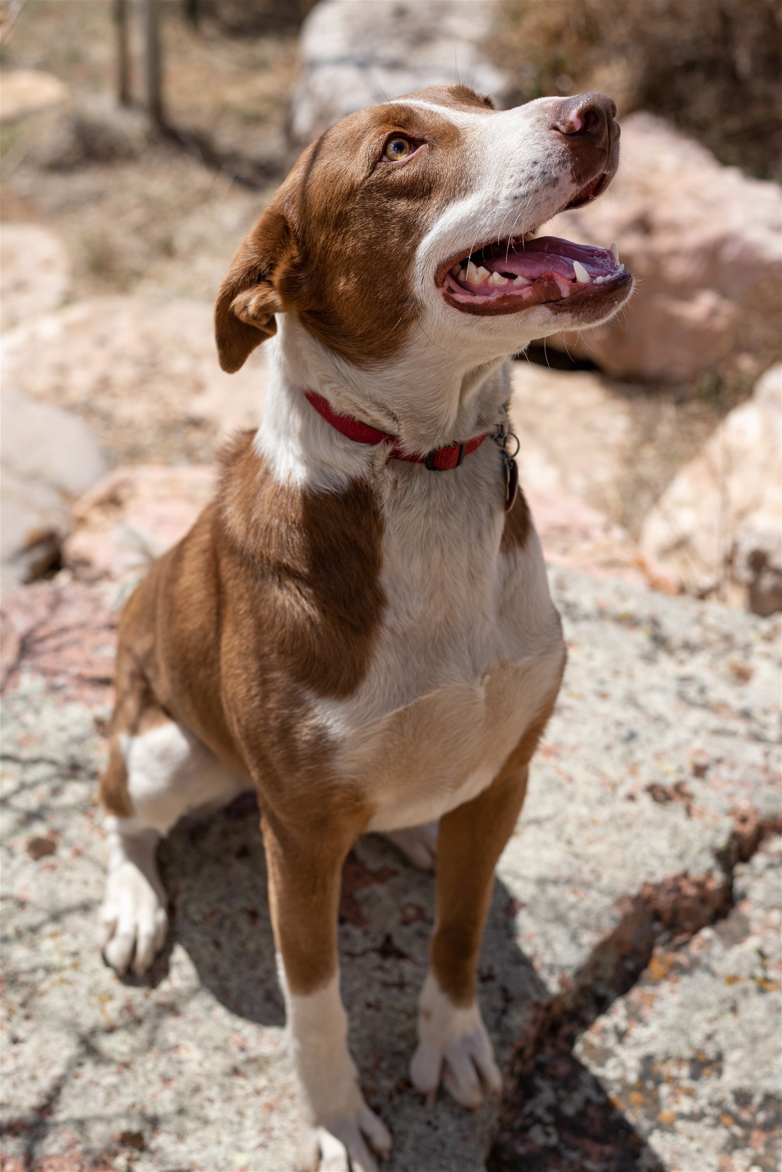 Fletcher, an adoptable Australian Shepherd, Pit Bull Terrier in Laramie, WY, 82073 | Photo Image 3