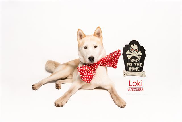 LOKI