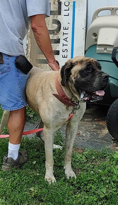 Luna, an adoptable Mastiff in Poland, IN, 47868 | Photo Image 1