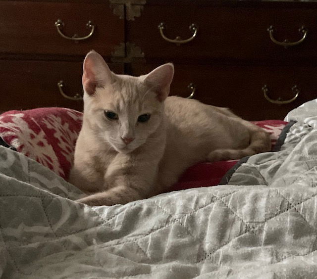 Meadow, an adoptable Domestic Short Hair in Pittsboro, NC, 27312 | Photo Image 2