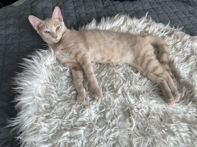 Meadow, an adoptable Domestic Short Hair in Pittsboro, NC, 27312 | Photo Image 3