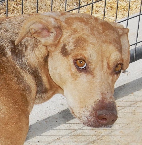 Dog for adoption - Momo ALSO COLORADO SPRINGS, a Catahoula Leopard Dog Mix  in San Luis, CO | Petfinder