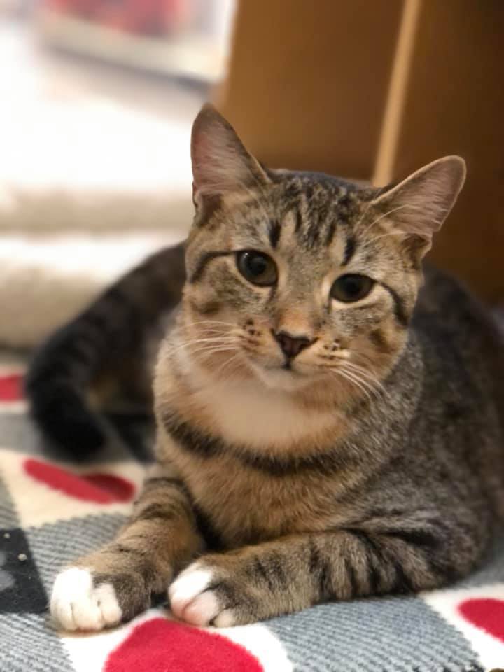 KNOX, an adoptable Tabby, Domestic Short Hair in Capshaw, AL, 35742 | Photo Image 1