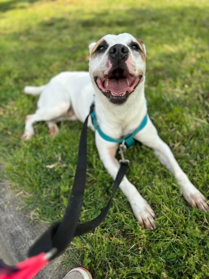 Gander, an adoptable Terrier in Fort Mill, SC, 29715 | Photo Image 1