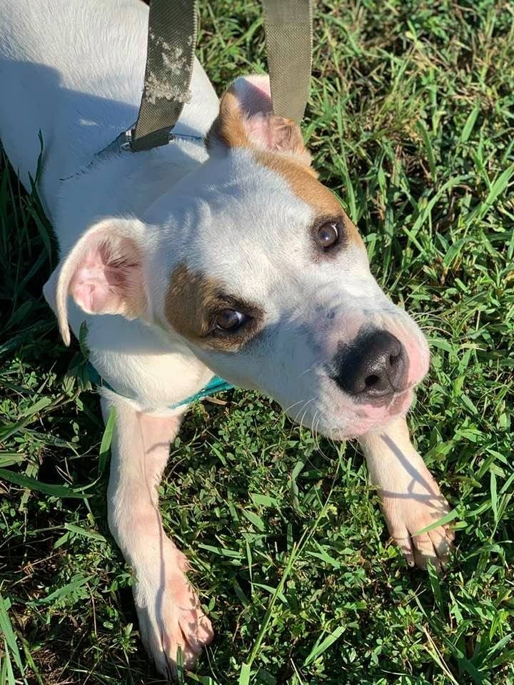 Gander, an adoptable Terrier in Fort Mill, SC, 29715 | Photo Image 2