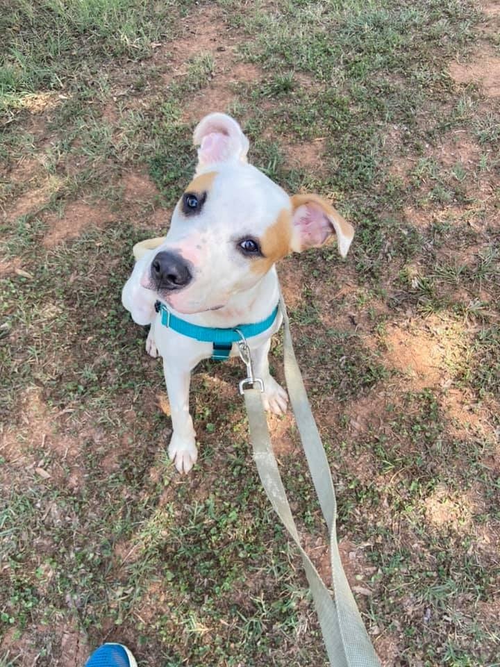 Gander, an adoptable Terrier in Fort Mill, SC, 29715 | Photo Image 3