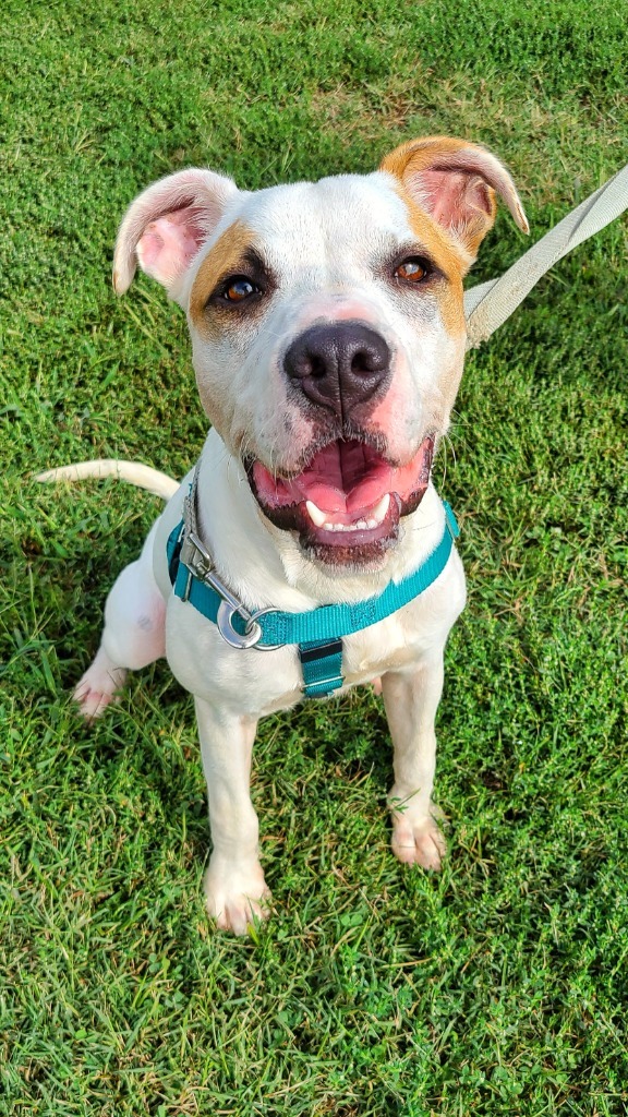 Gander, an adoptable Terrier in Fort Mill, SC, 29715 | Photo Image 4
