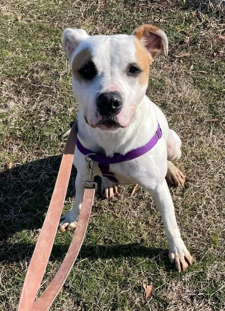 Gander, an adoptable Terrier in Fort Mill, SC, 29715 | Photo Image 5