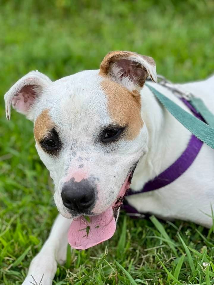Gander, an adoptable Terrier in Fort Mill, SC, 29715 | Photo Image 6