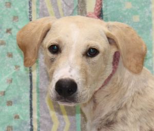 american foxhound yellow lab mix