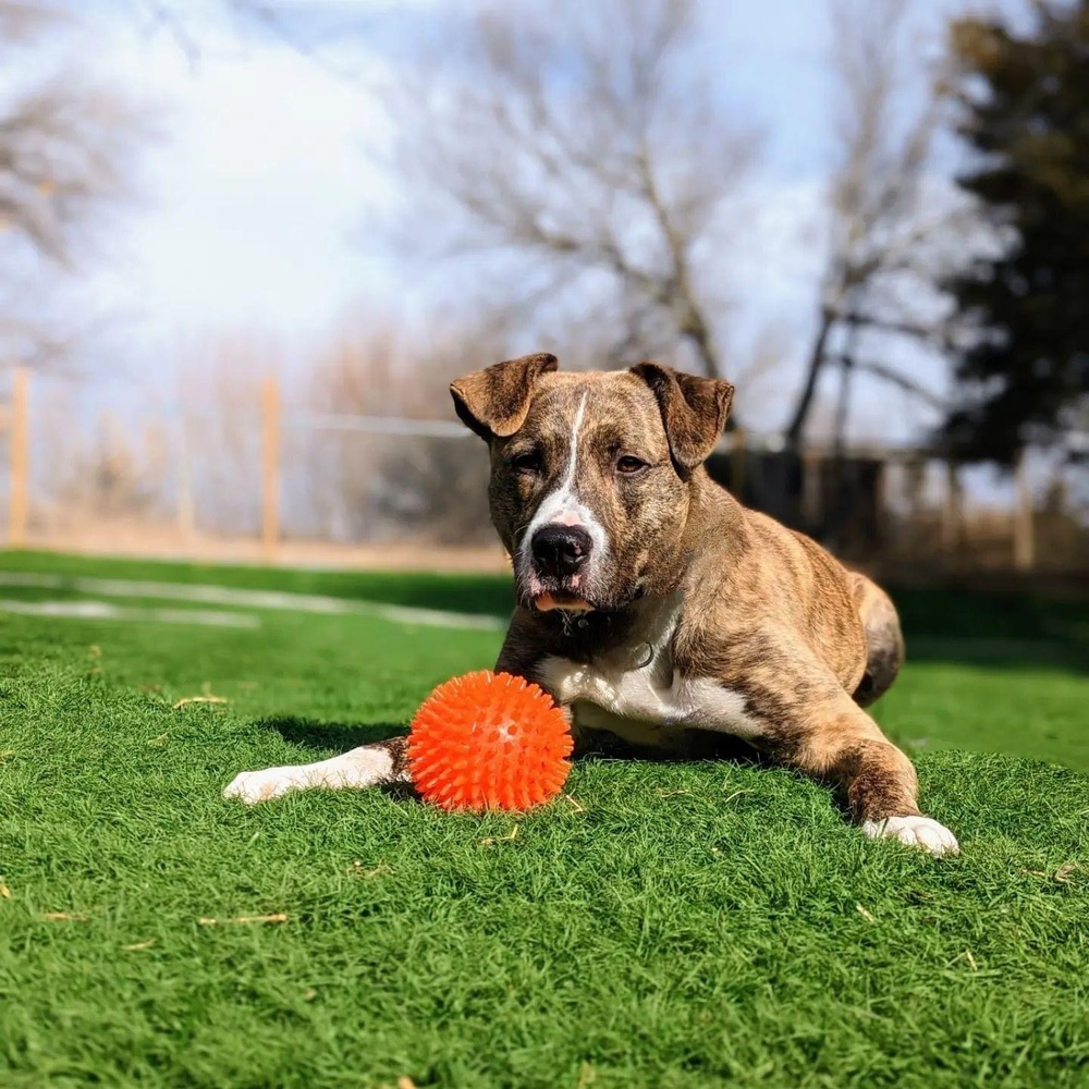 Murphy (Fostered in Springfield), an adoptable Pit Bull Terrier in Papillion, NE, 68046 | Photo Image 1