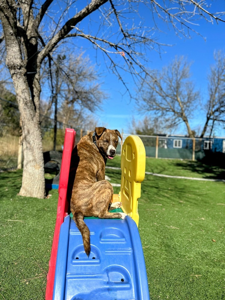 Murphy (Fostered in Springfield), an adoptable Pit Bull Terrier in Papillion, NE, 68046 | Photo Image 1