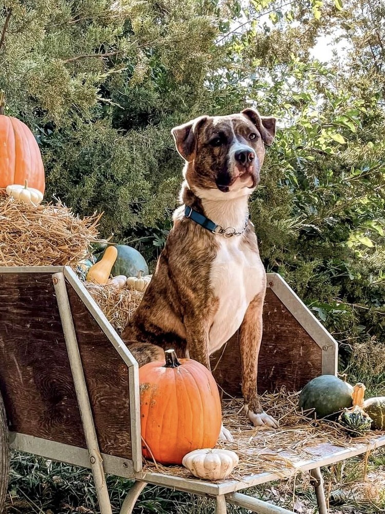 Murphy (Fostered in Springfield), an adoptable Pit Bull Terrier in Papillion, NE, 68046 | Photo Image 1