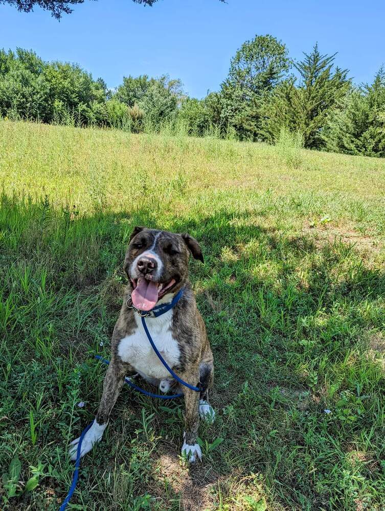 Murphy (Fostered in Springfield), an adoptable Pit Bull Terrier in Papillion, NE, 68046 | Photo Image 2