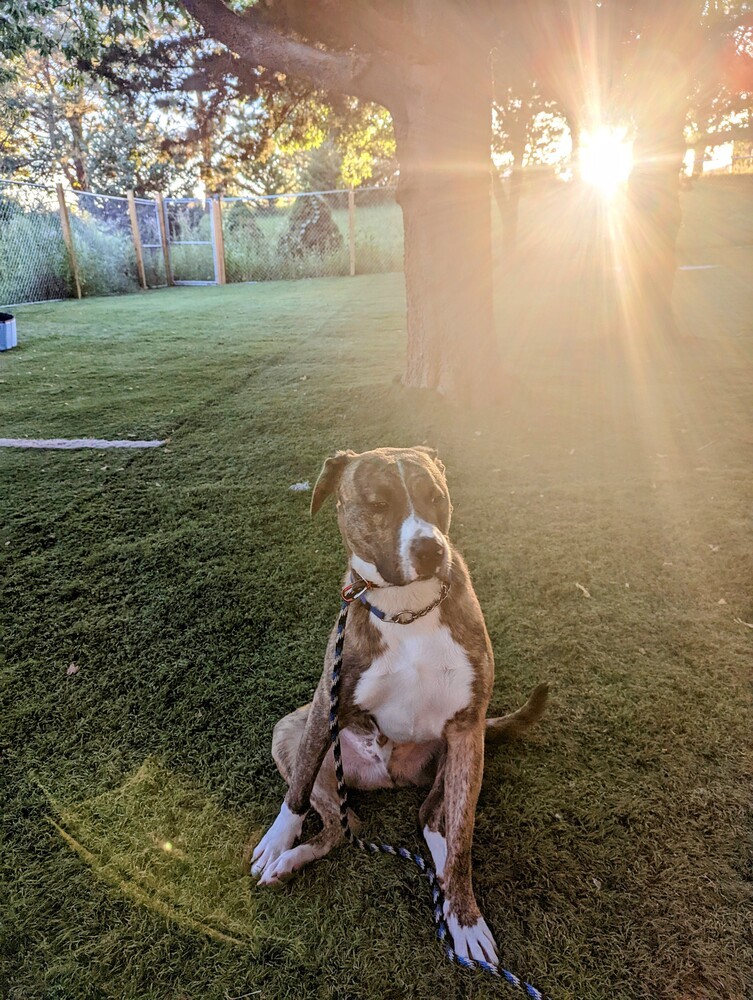 Murphy (Fostered in Springfield), an adoptable Pit Bull Terrier in Papillion, NE, 68046 | Photo Image 4