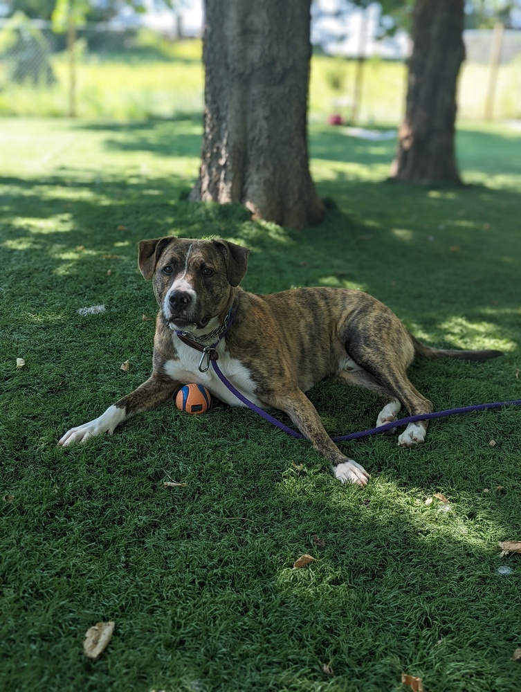 Murphy (Fostered in Springfield), an adoptable Pit Bull Terrier in Papillion, NE, 68046 | Photo Image 4