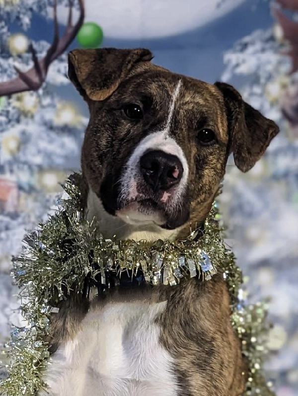 Murphy (Fostered in Springfield), an adoptable Pit Bull Terrier in Papillion, NE, 68046 | Photo Image 4