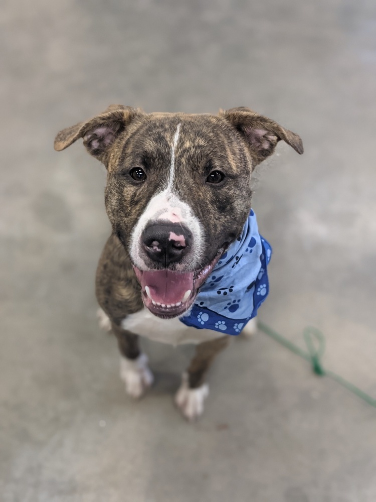 Murphy (Fostered in Springfield), an adoptable Pit Bull Terrier in Papillion, NE, 68046 | Photo Image 5