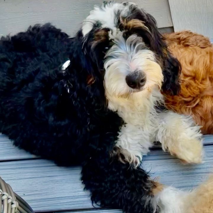 Ava, an adopted Bernedoodle Mix in Rochester, NY_image-1