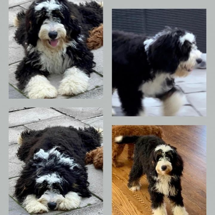 Ava, an adopted Bernedoodle Mix in Rochester, NY_image-3