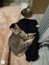 Loki photo 2