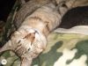 Loki photo 3