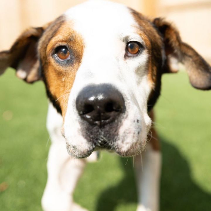 Jackson, an adoptable Hound Mix in Naperville, IL_image-5