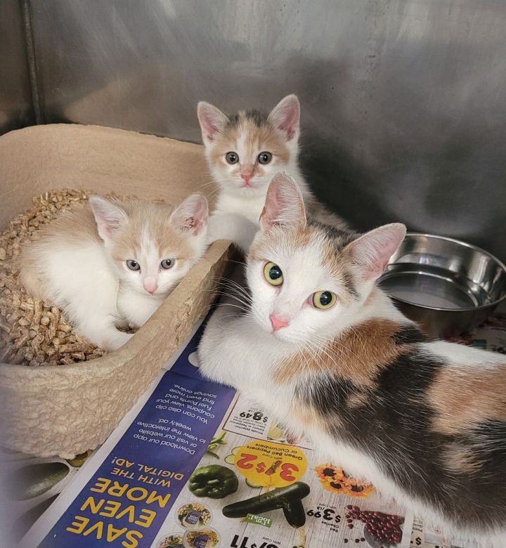 Bobtailed kittens, an adopted Dilute Calico & American Bobtail Mix in Stanton, KY_image-2