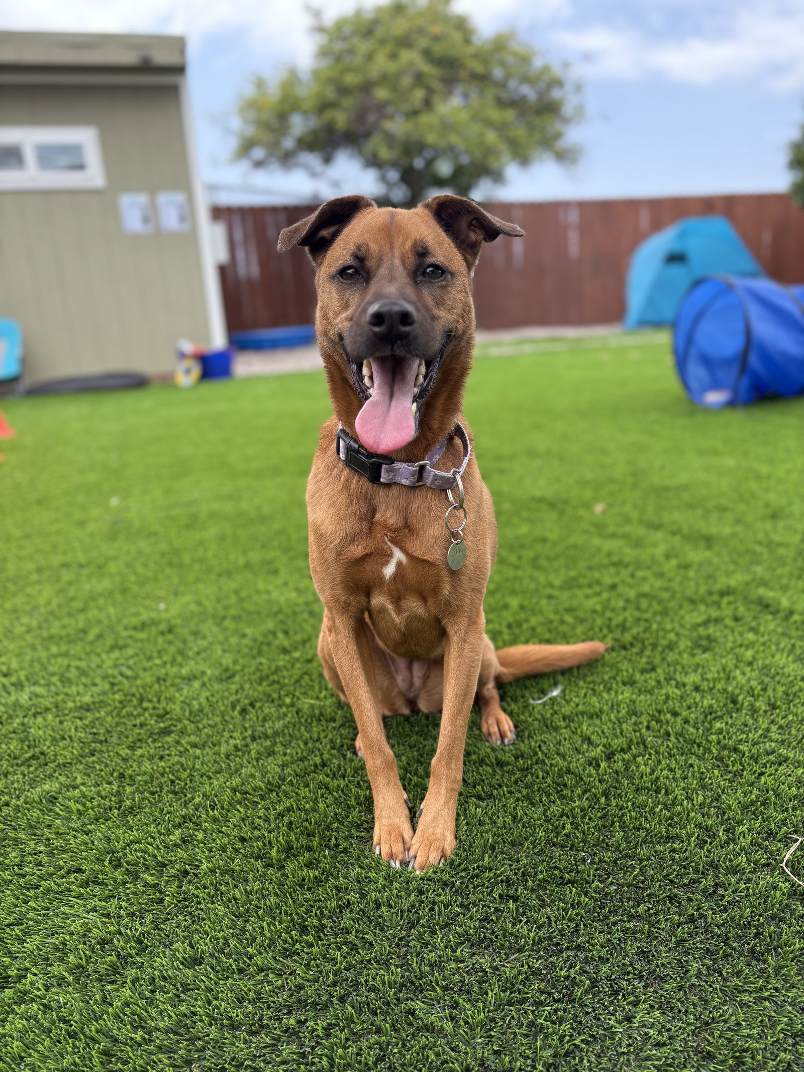 Phoebe, an adoptable Labrador Retriever, Rhodesian Ridgeback in San Diego, CA, 92115 | Photo Image 1