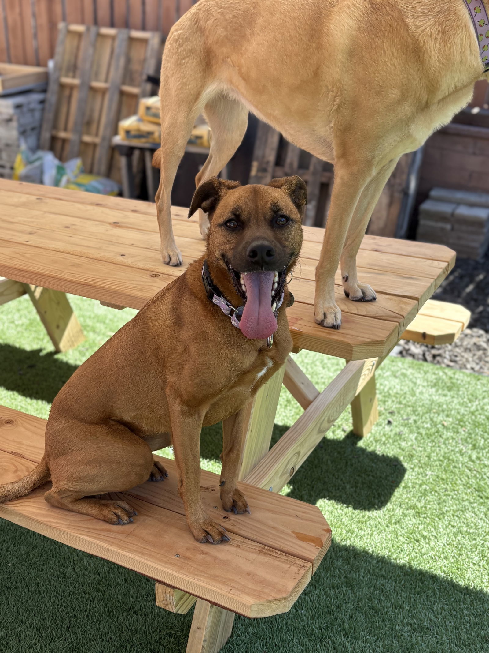 Phoebe, an adoptable Labrador Retriever, Rhodesian Ridgeback in San Diego, CA, 92115 | Photo Image 1