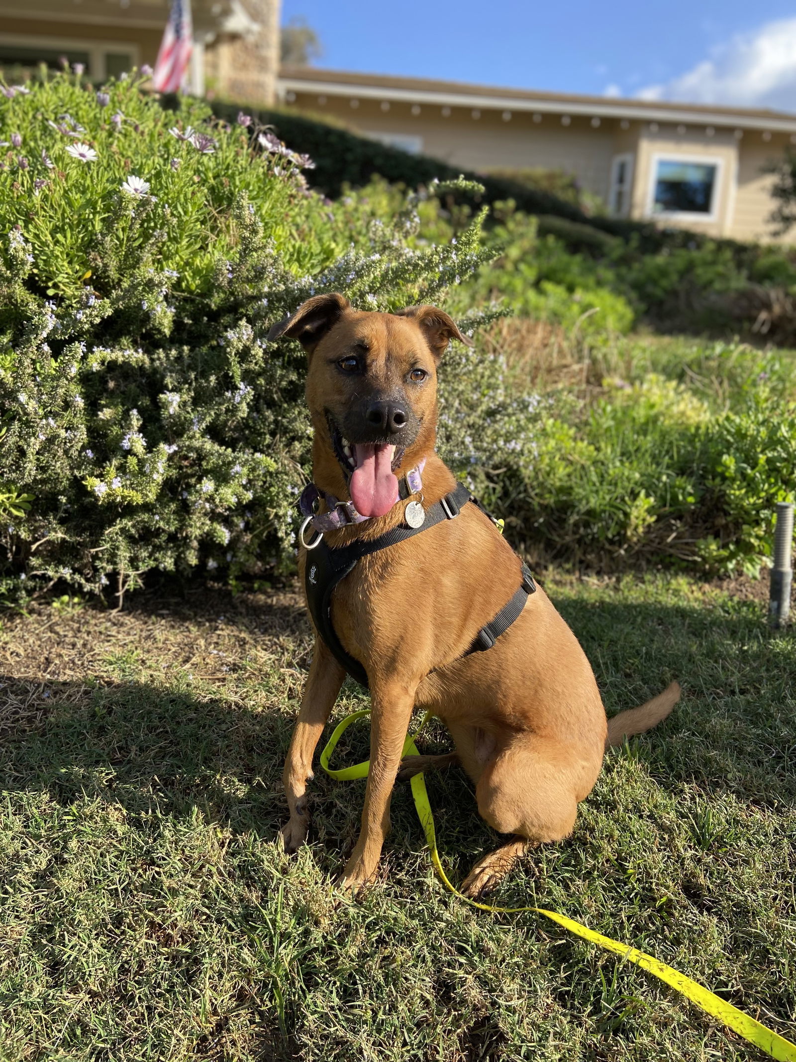 Phoebe, an adoptable Labrador Retriever, Rhodesian Ridgeback in San Diego, CA, 92115 | Photo Image 2