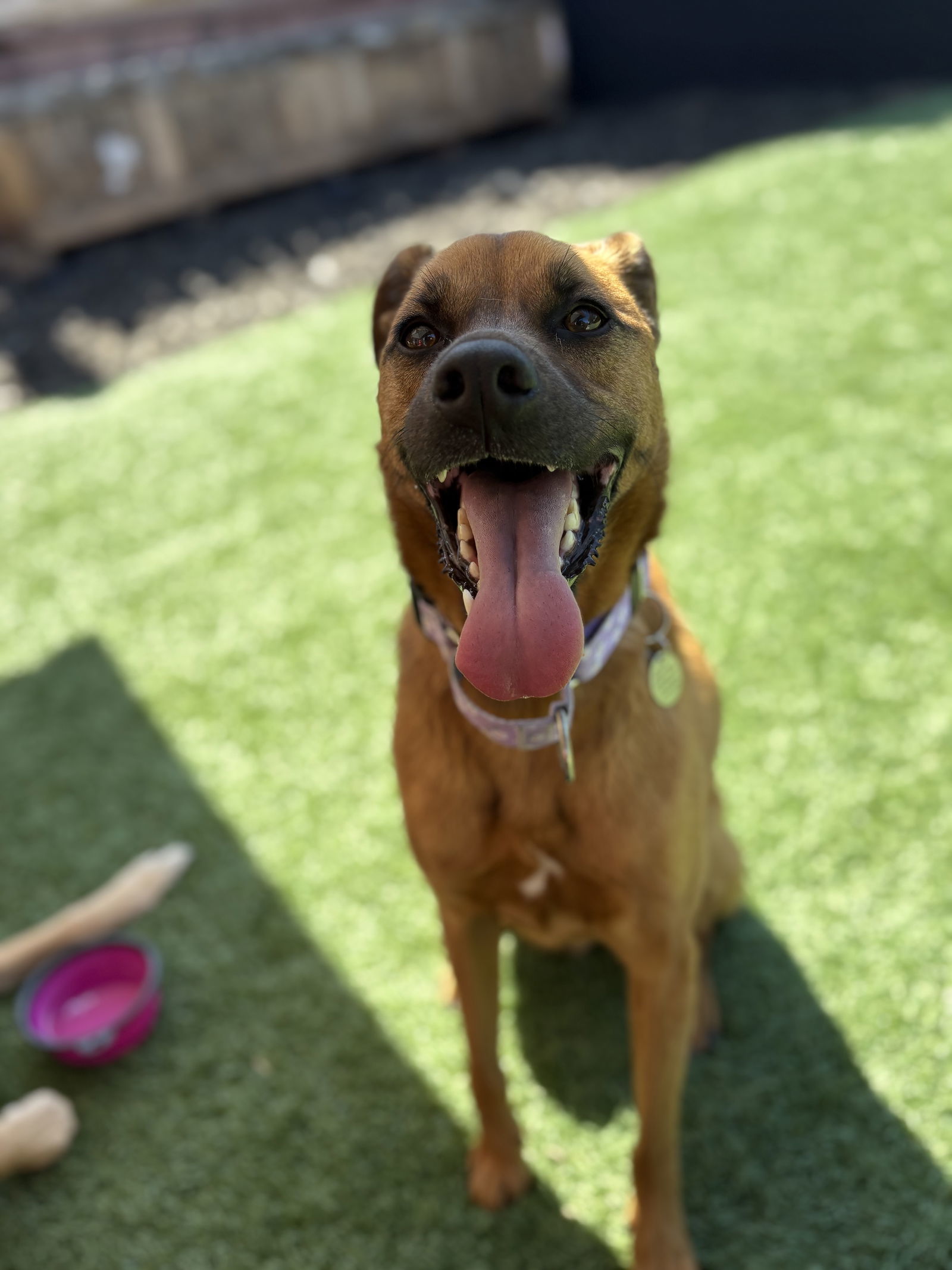 Phoebe, an adoptable Labrador Retriever, Rhodesian Ridgeback in San Diego, CA, 92115 | Photo Image 2