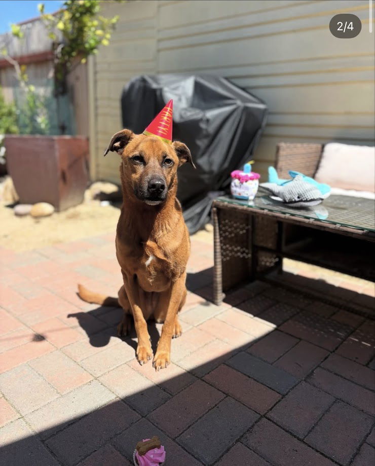 Phoebe, an adoptable Labrador Retriever, Rhodesian Ridgeback in San Diego, CA, 92115 | Photo Image 3