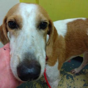 mississippi craigslist pets hattiesburg ms