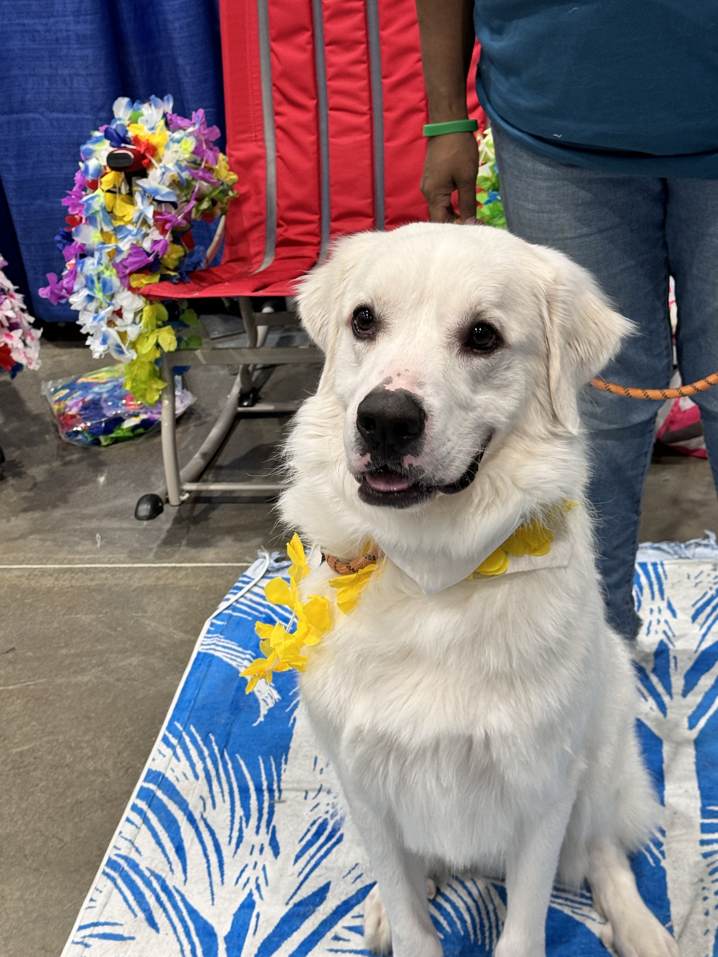 Thor fka Brady HTX, an adoptable Great Pyrenees in Houston, TX, 77031 | Photo Image 1