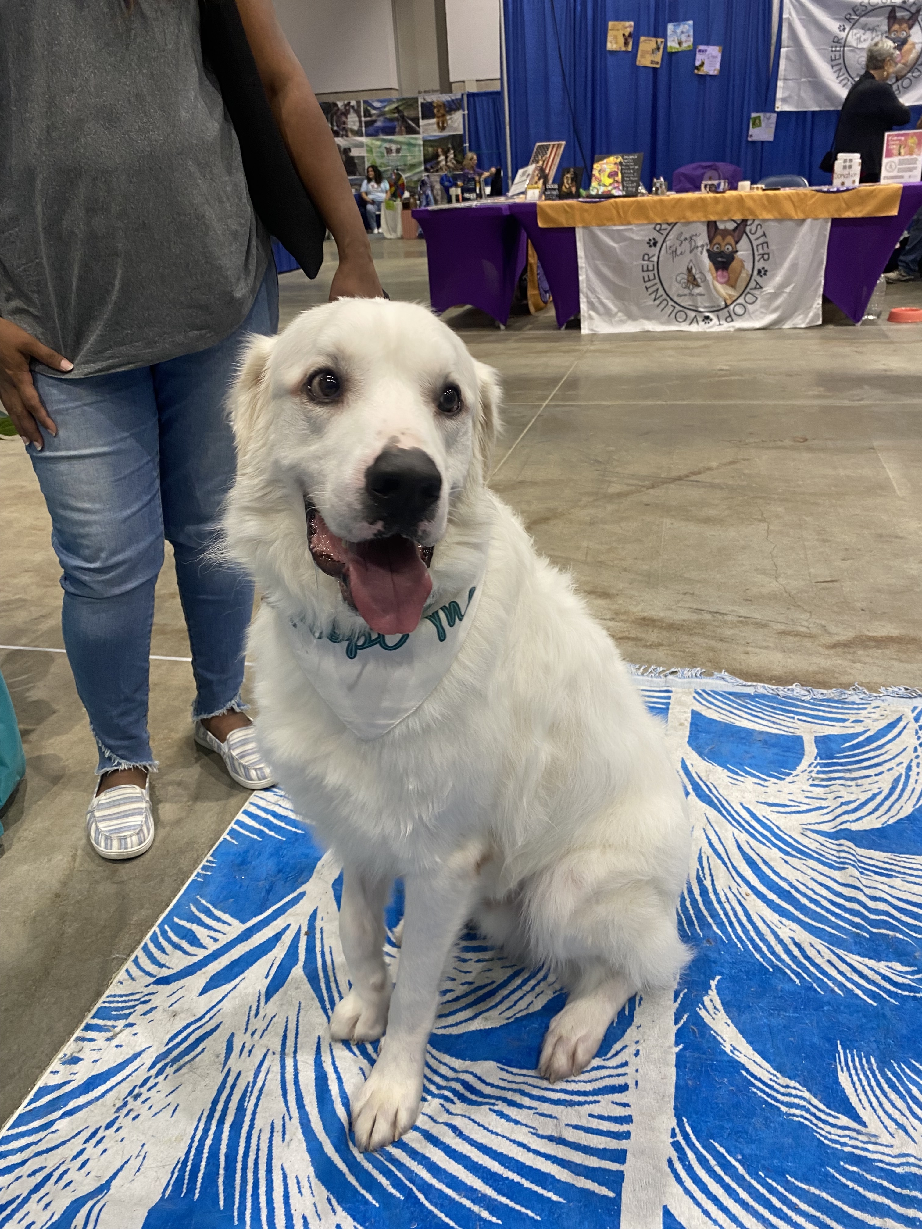 Thor fka Brady HTX, an adoptable Great Pyrenees in Houston, TX, 77031 | Photo Image 2