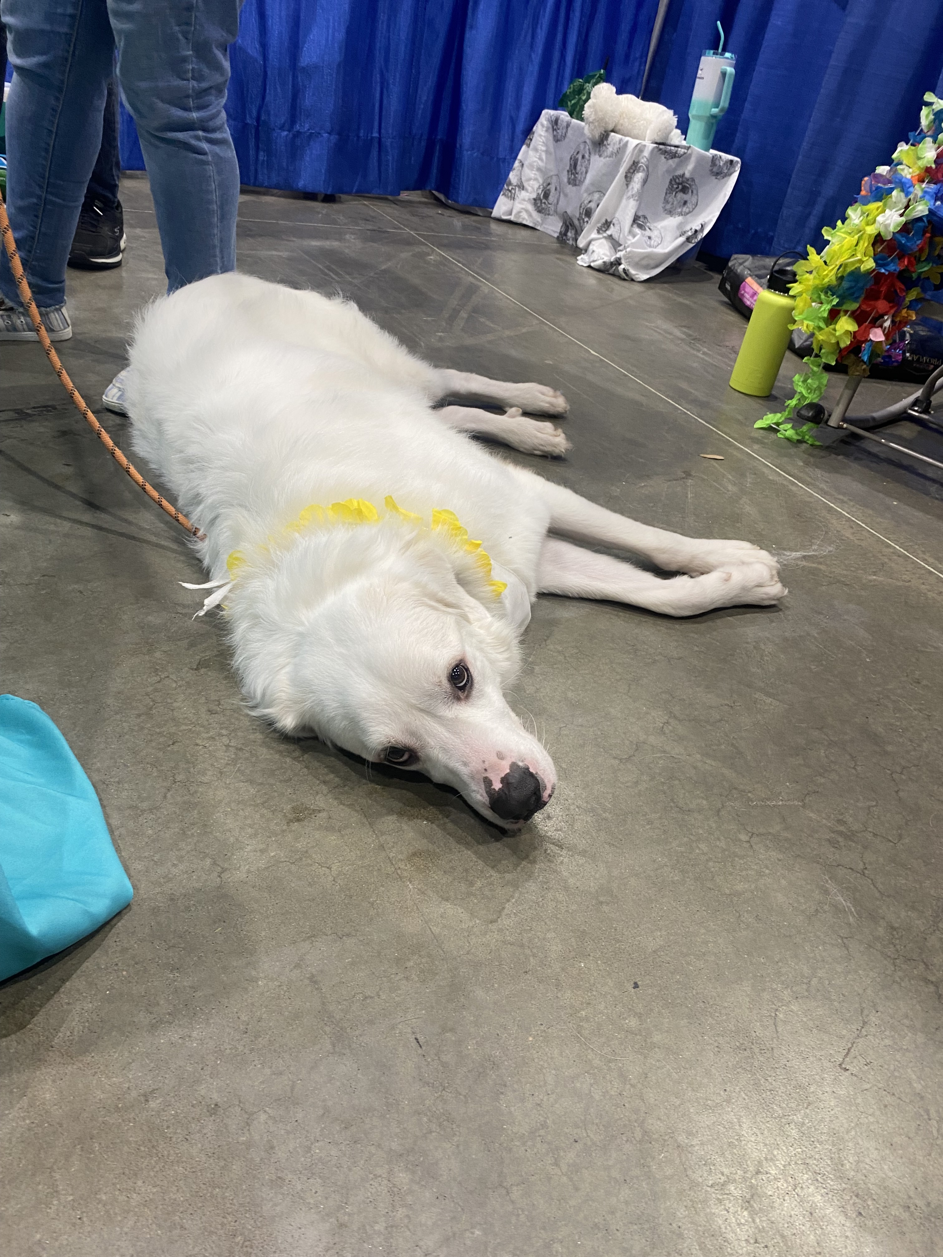 Thor fka Brady HTX, an adoptable Great Pyrenees in Houston, TX, 77031 | Photo Image 3