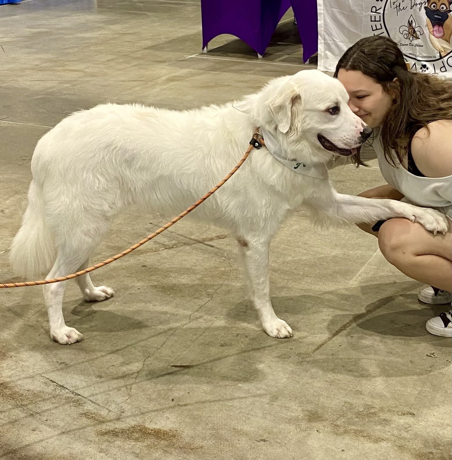 Thor fka Brady HTX, an adoptable Great Pyrenees in Houston, TX, 77031 | Photo Image 4