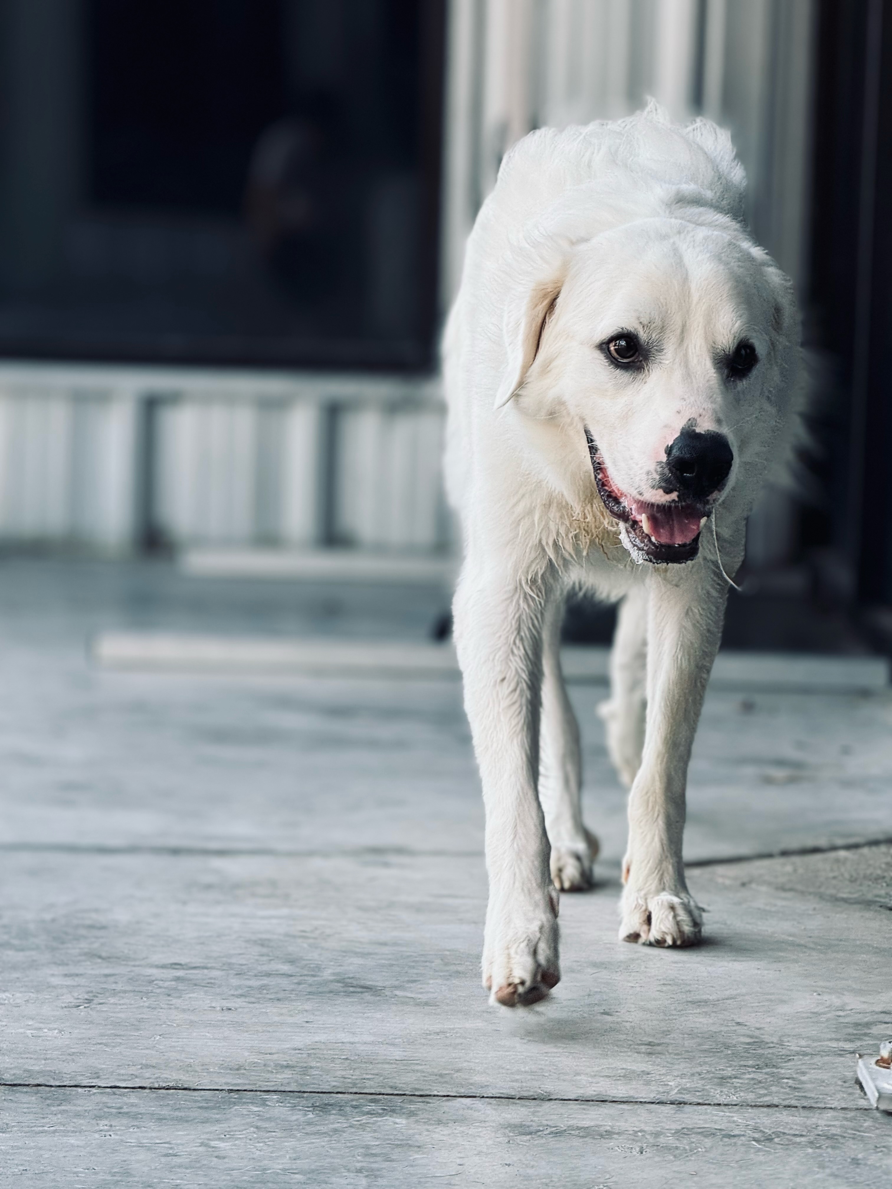 Thor fka Brady HTX, an adoptable Great Pyrenees in Houston, TX, 77031 | Photo Image 5