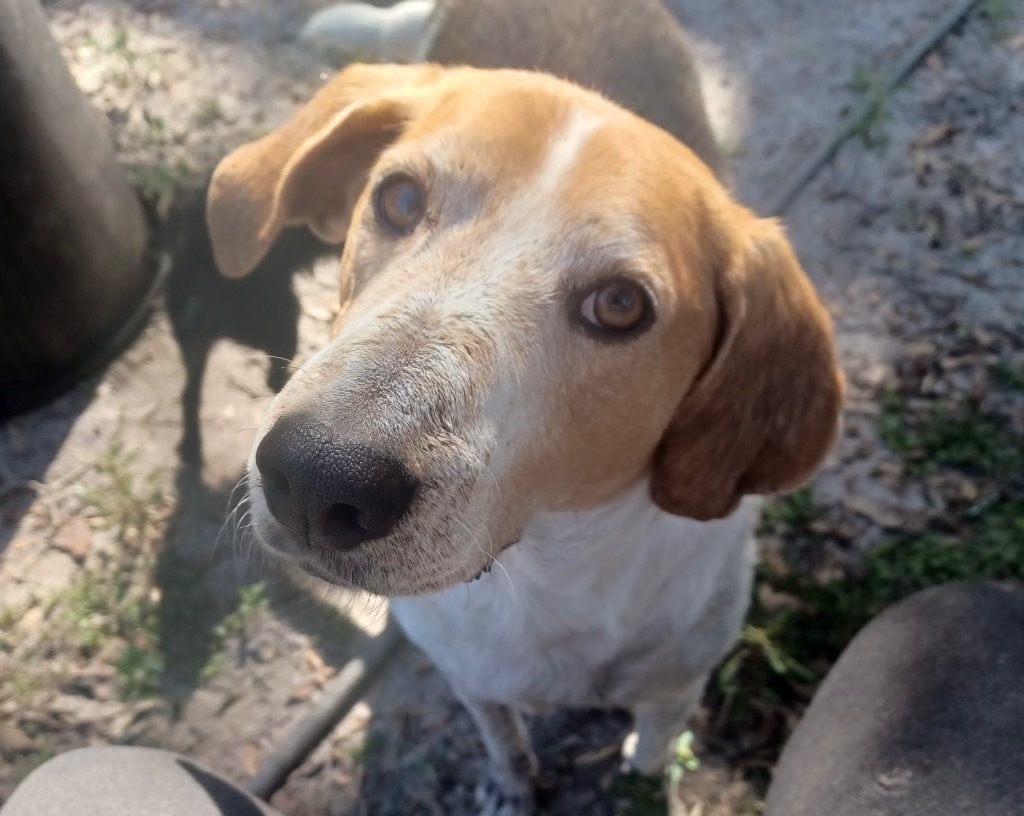 Kay Kay, an adoptable Treeing Walker Coonhound, Mixed Breed in Waynesville, GA, 31566 | Photo Image 1